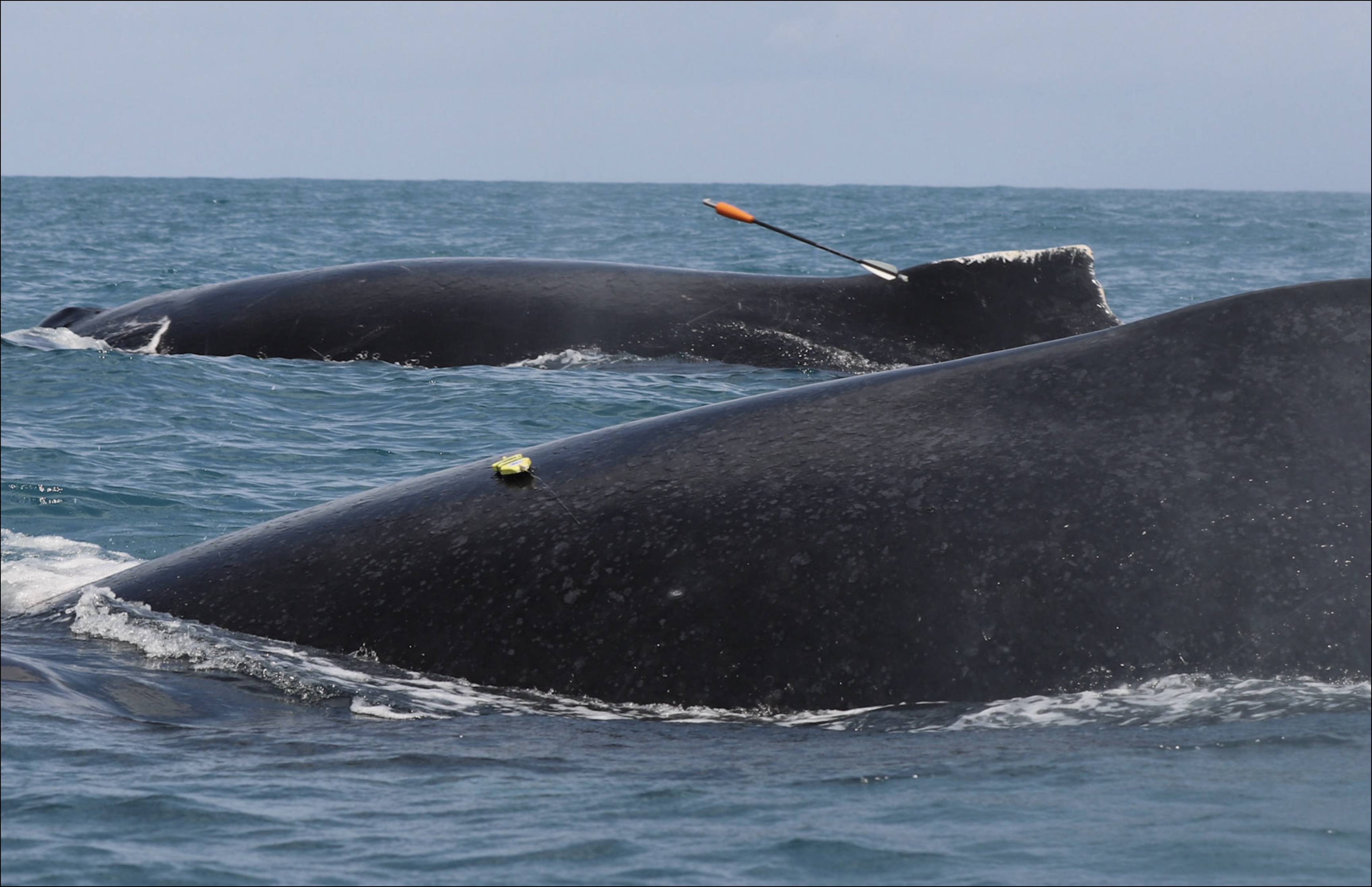 Placeholder image for internal components of a marine mammal bio-logging tag