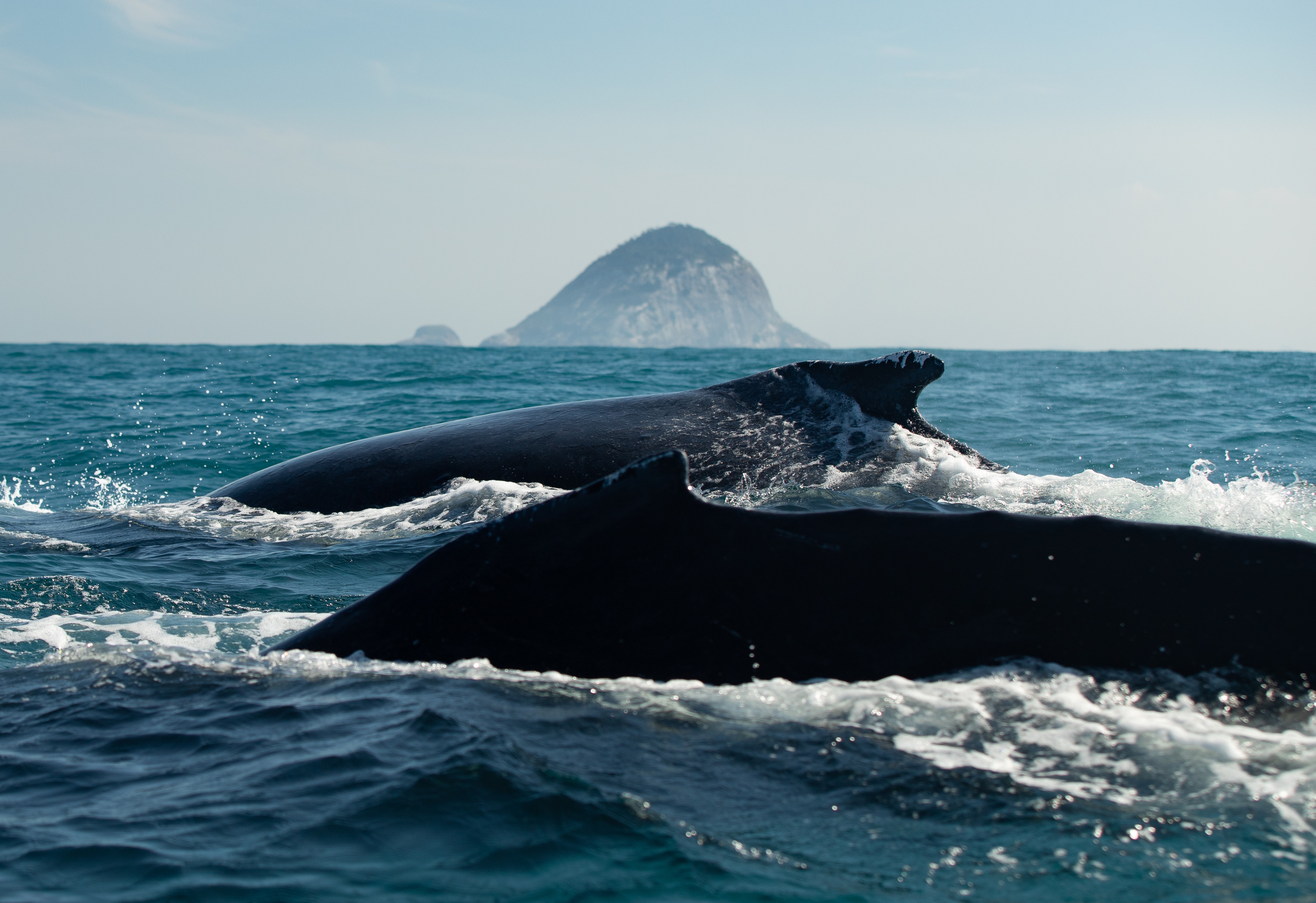 Whales surfacing in the ocean